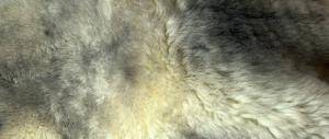 Skóry owcze - Meliert - Cognac - decorative-meliert-cognac-sheepskinclimage-1920x1080-1003