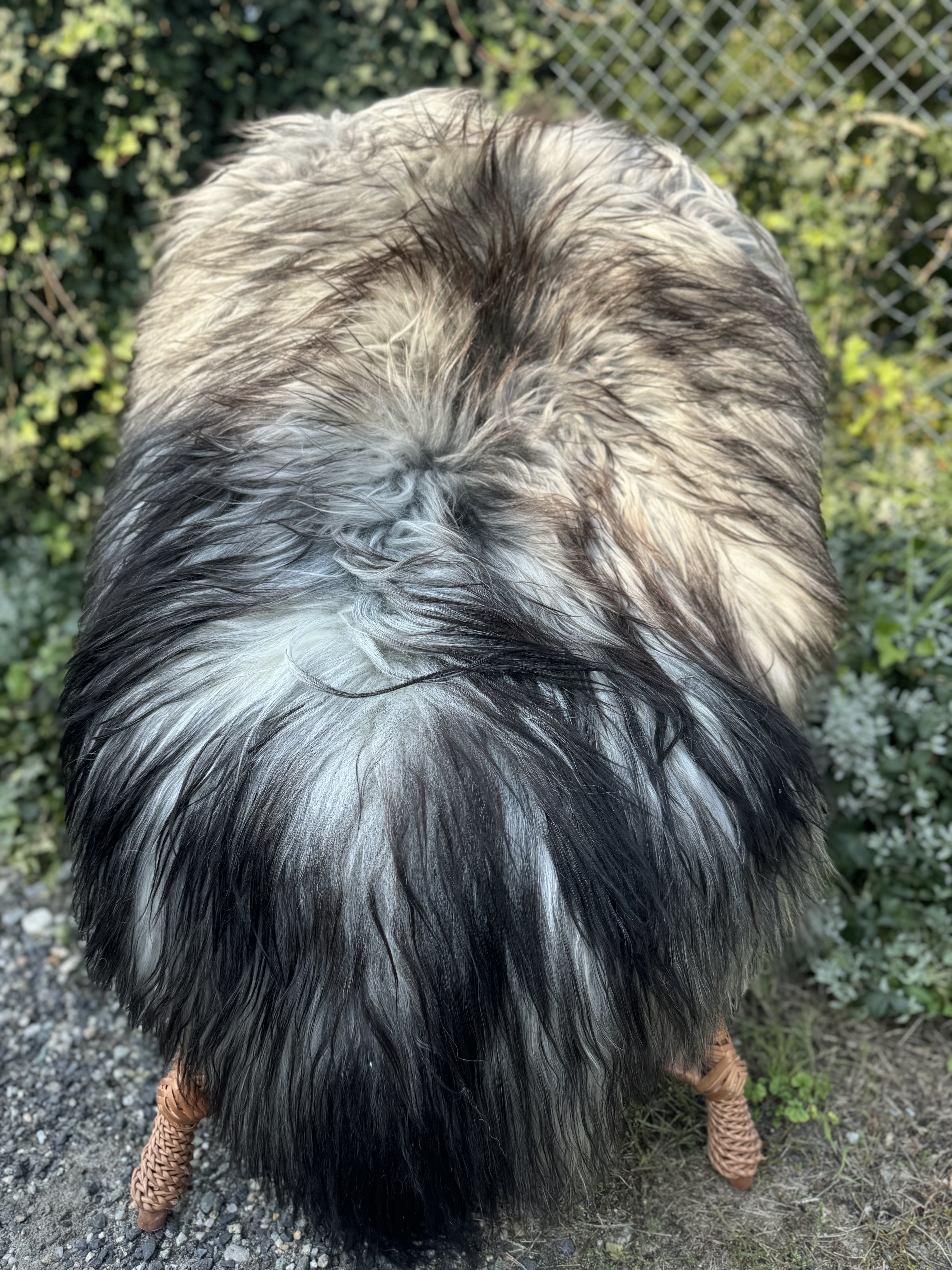 Skóry owcze - Islandzkie  - islandzkie-skry-owcze-icelandic-sheepskins-islndische-schaffelle-ijslandse-schapenvachten-peaux-de-mouton-islandaises-islndska-frskinn-islandsk-ov-ke