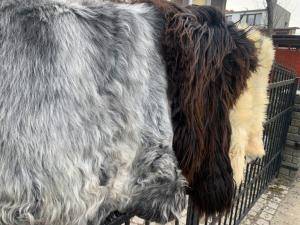 Skóry owcze - Heidschnucke - sheepleathertannerypoland