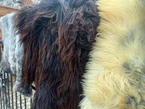 Skóry owcze - Heidschnucke - sheepskinadamleather