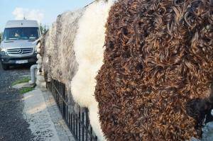Skóry owcze - Szwedzkie - swedish-sheepskins1
