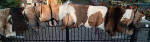 Skóry owcze - Skóry kozie - pleasing-goat-skins-adam-leather
