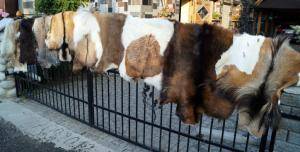 Skóry owcze - Skóry kozie - pretty-goat-skins-adam-leather