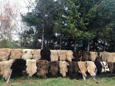Skóry owcze - Naturalne suszenie skór owczych podczas pięknej, złotej jesieni