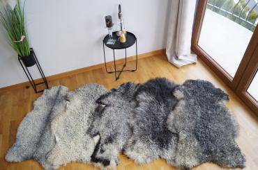 Skóry owcze - Wyjątkowy pakiet 50 skór owczych Gotland